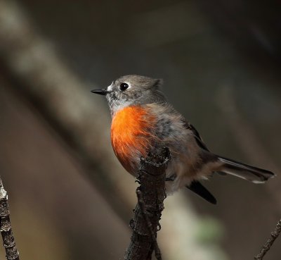 Scarlet Robin - Female