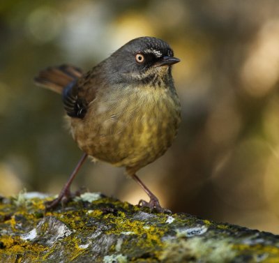 Tasmanian Scrub Wren