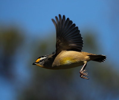 Spotted Pardalote Taking Wing