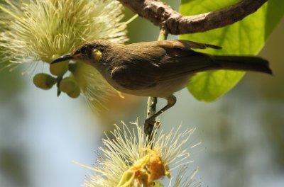 Graceful Honeyeater