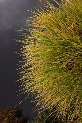 Button Grass