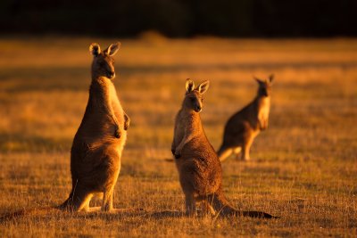 Forester Kangaroos - Last Rays of Sunshine