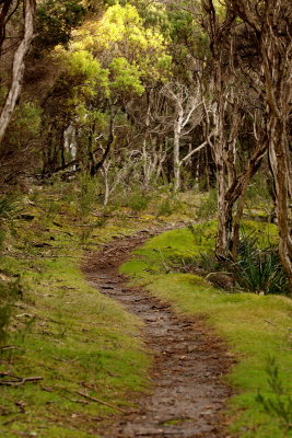 WalkingTrack Behind the Beach