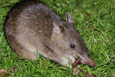 Long Nosed Bandicoot