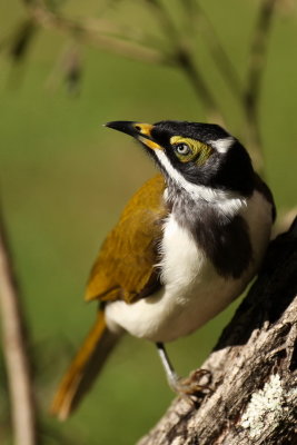 Blue Faced Honeyeater - Immature