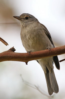 Grey Shrike Thrush - Immature