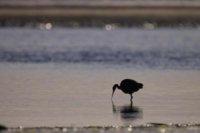 Heron Silhouette