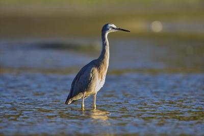 White Faced Heron