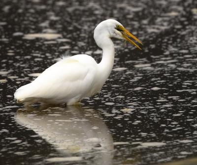 Kotuku - White Heron - Westhaven Inlet