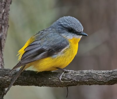 Eastern Yellow Robin