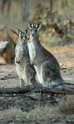 Grey Kangaroos