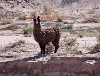 Embarrassed Boy Llama with pink hair ribbons