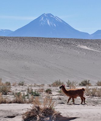 Llama, Chile, 2011