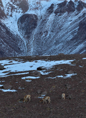 Ruta 23 to Argentina--Vicuna foraging