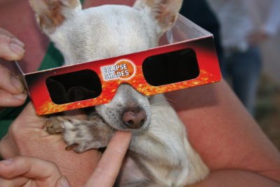 ASPCA approved chihuahua retina protection
