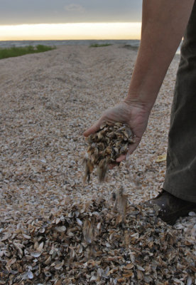 Knee deep zebra mollusks--Nicolet Landing Green Bay, WI