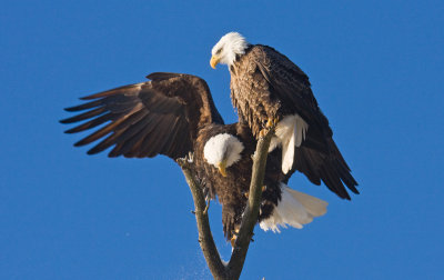 Eagle Foreplay