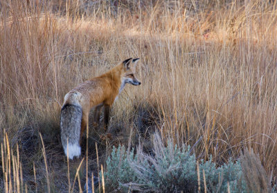 Red Fox