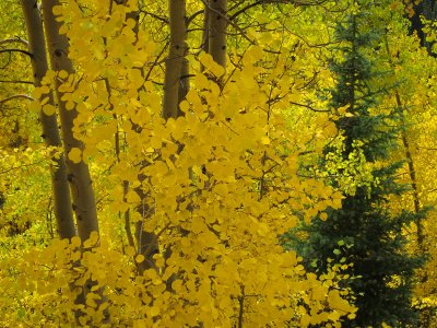 Aspens