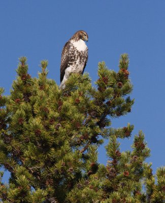 Ferruginous Hawk