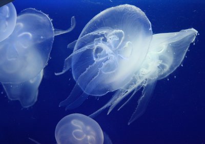 Jellyfish