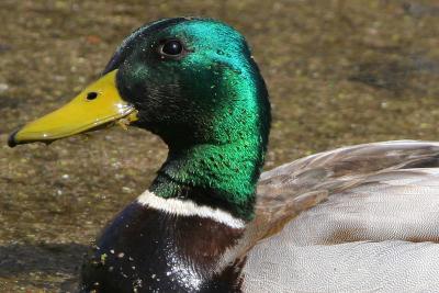 Swamp Mallard crop