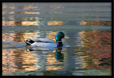 Mallard