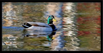 Mallard #2