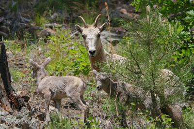 Big Horn Sheep