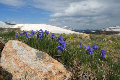 Wild Flowers on top of the World