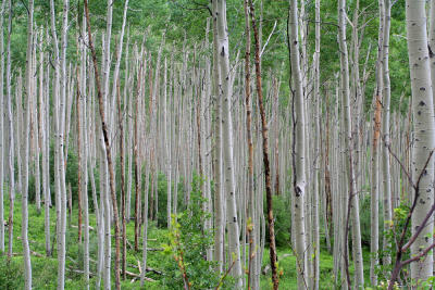 Aspens