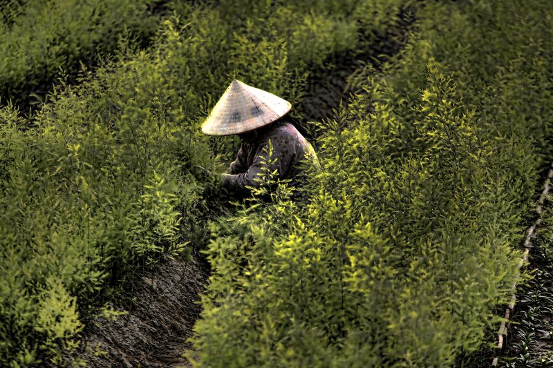 Hanoi Gardening