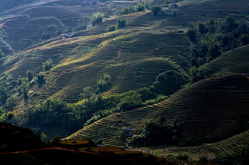 Sapa Rice-fields Vietnam