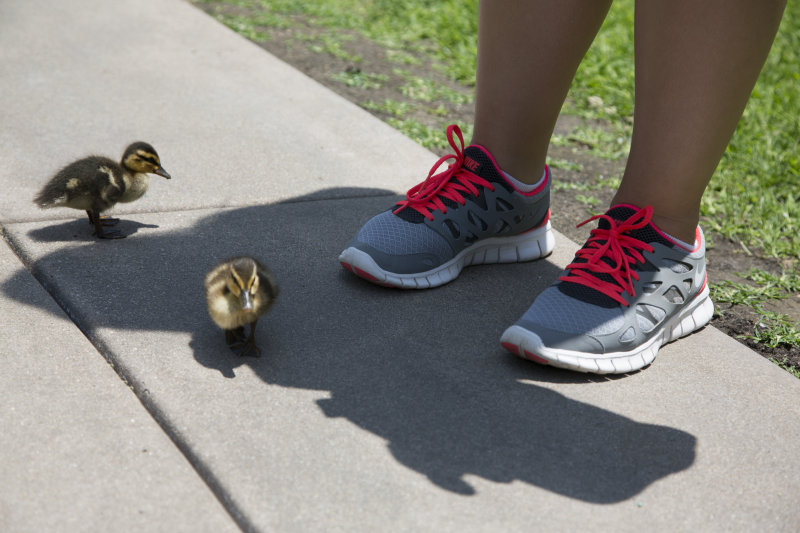 Hot laces and Chicks