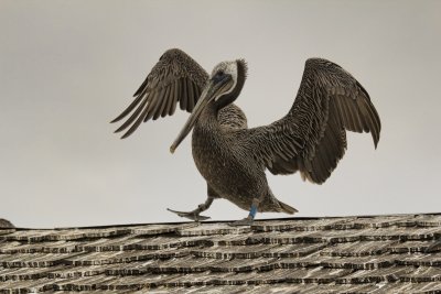 Dancing Pelican