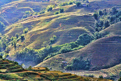 Sapa Vietnam Rice Fields