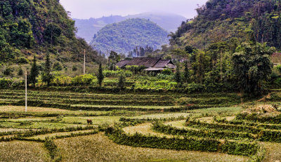 Vietnam Bac Ha