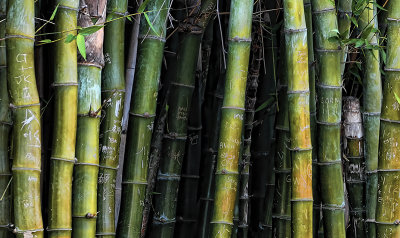 Bamboo Graffiti 
