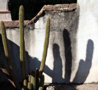 Catus Shadows