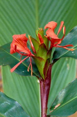 Hedychium greenii