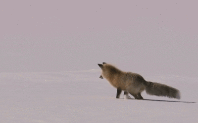 Fox.gif