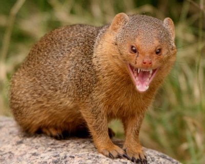 mongoose_3.jpg