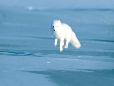 arctic_fox.jpg