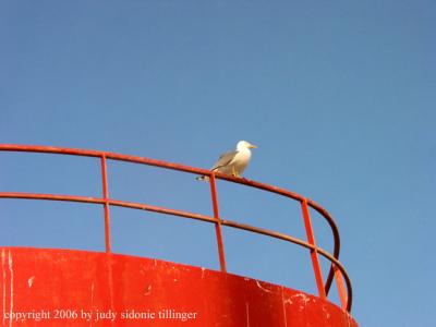 gull, Essaouira