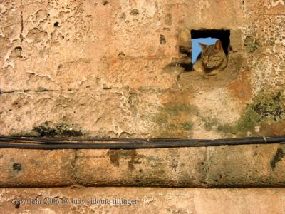 cat in the wall, Essaouira