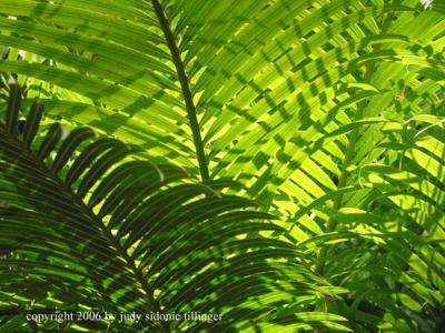 greenery in the red city: jardin majorelle