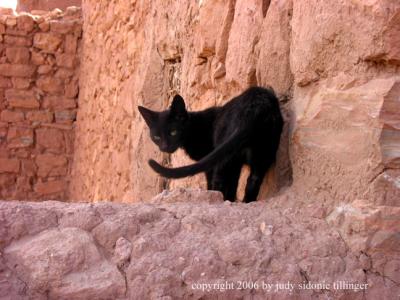 black cat at ait ben haddou kasbah