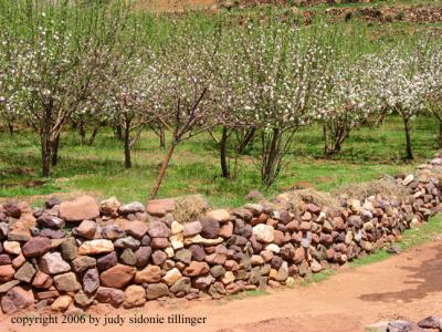 almond trees in bloom