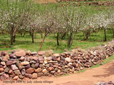 almond trees in bloom