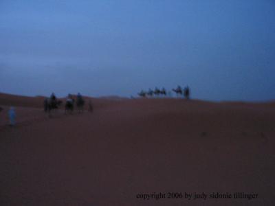 morning of the camels